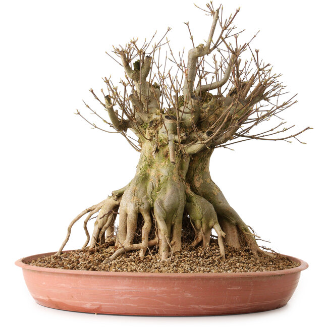 Acer buergerianum, 44 cm, ± 25 anni, con nebari di 29 cm