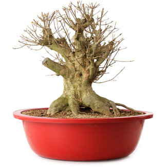 Acer buergerianum, 39 cm, ± 25 Jahre alt