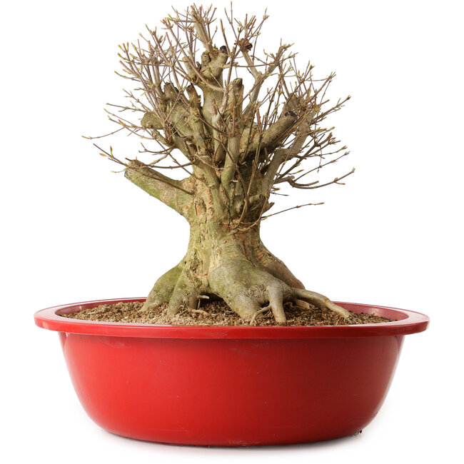 Acer buergerianum, 39 cm, ± 25 jaar oud, met een nebari van 27 cm