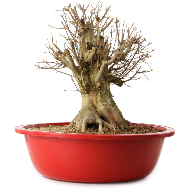 Acer buergerianum, 39 cm, ± 25 Jahre alt, mit einem Wurzelhals von 27 cm