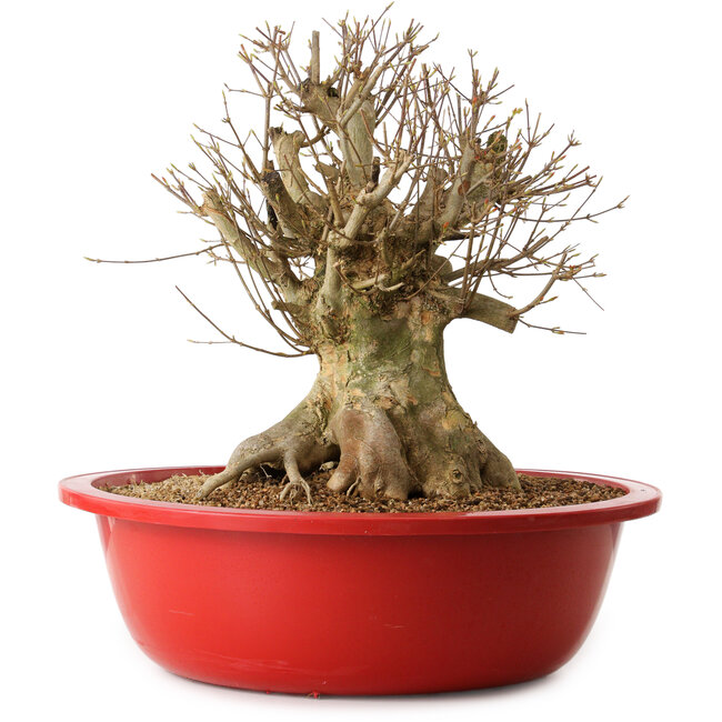 Acer buergerianum, 39 cm, ± 25 anni, con nebari di 27 cm