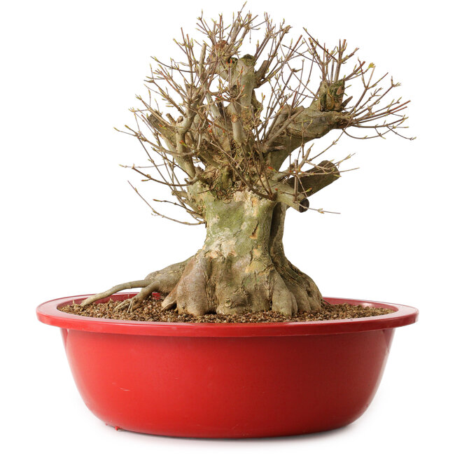 Acer buergerianum, 39 cm, ± 25 years old, with a nebari of 27 cm