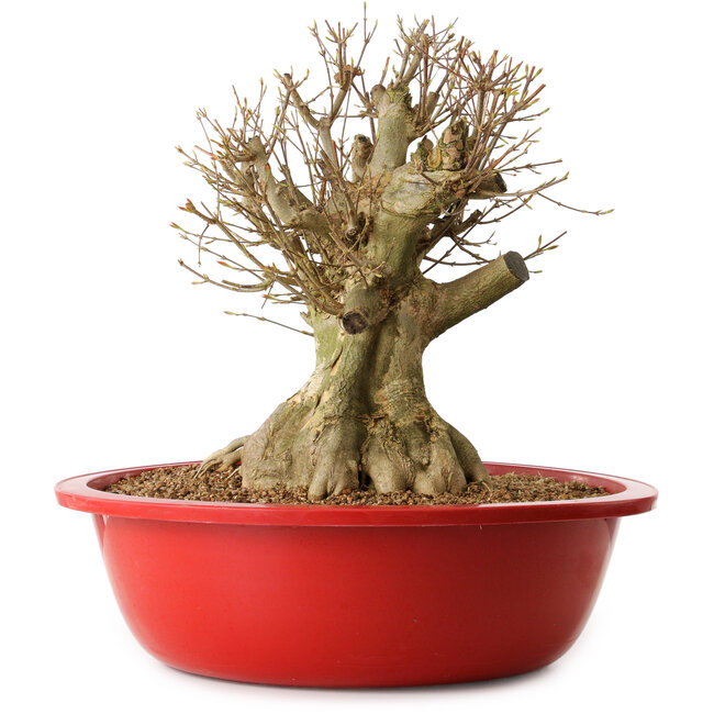 Acer buergerianum, 39 cm, ± 25 jaar oud, met een nebari van 27 cm