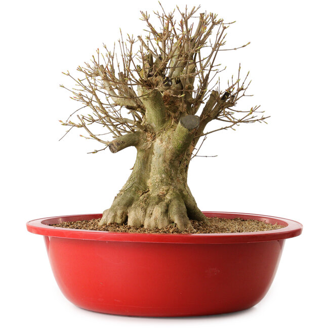 Acer buergerianum, 39 cm, ± 25 Jahre alt, mit einem Wurzelhals von 27 cm