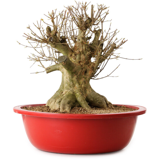 Acer buergerianum, 39 cm, ± 25 years old, with a nebari of 27 cm