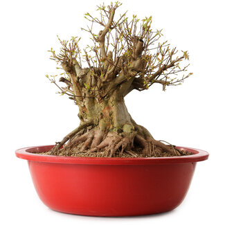 Acer buergerianum, 42 cm, ± 25 años