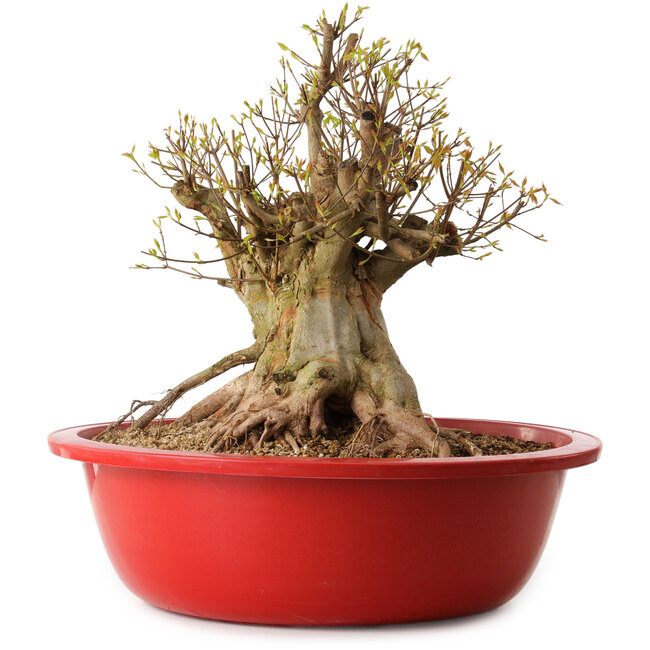 Acer buergerianum, 42 cm, ± 25 ans, avec un nebari de 36 cm