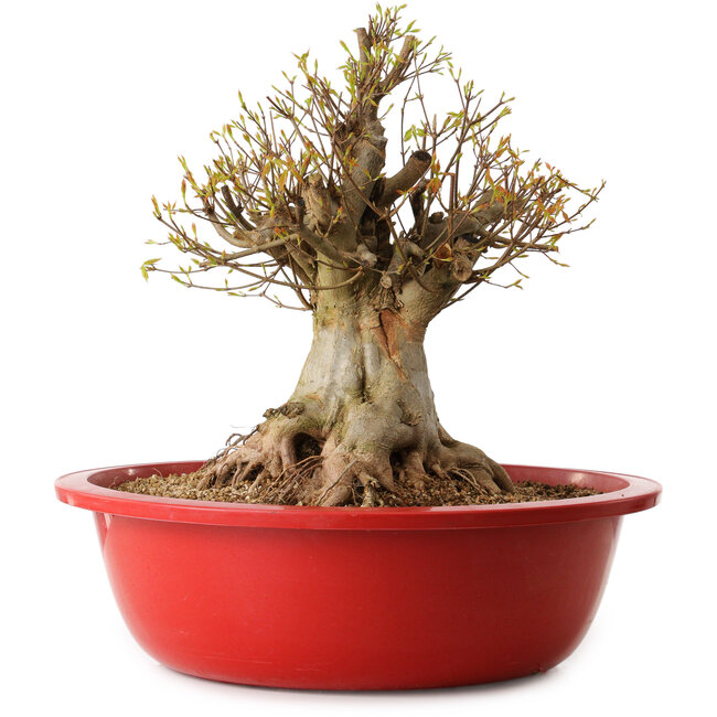 Acer buergerianum, 42 cm, ± 25 years old, with a nebari of 36 cm