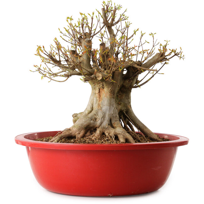 Acer buergerianum, 42 cm, ± 25 ans, avec un nebari de 36 cm