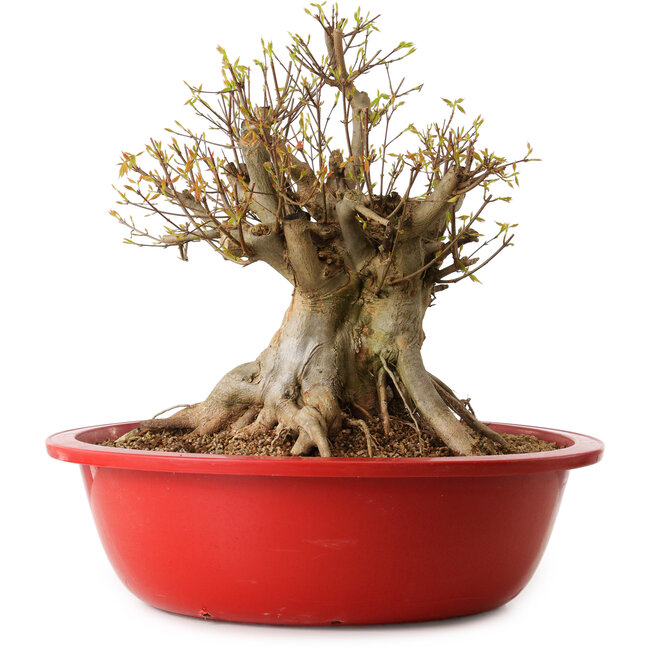 Acer buergerianum, 42 cm, ± 25 jaar oud, met een nebari van 36 cm