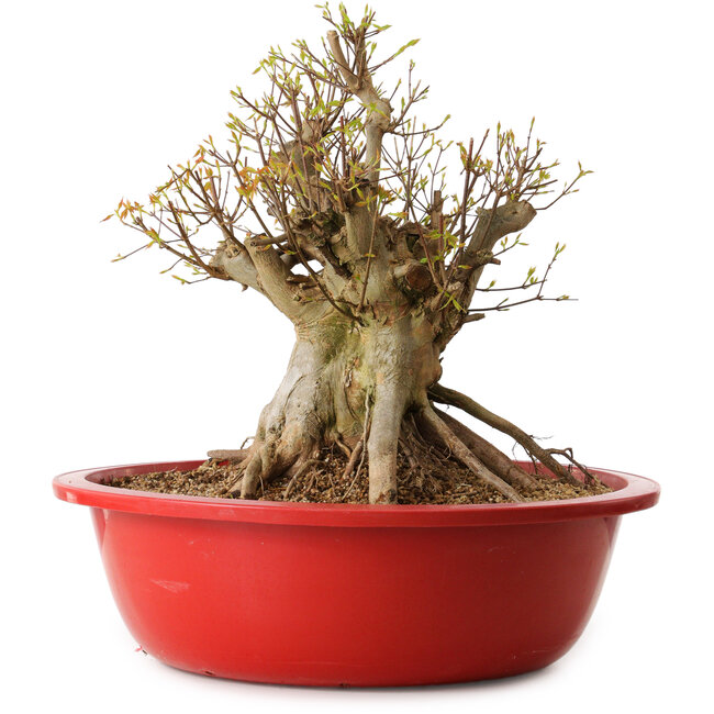 Acer buergerianum, 42 cm, ± 25 ans, avec un nebari de 36 cm