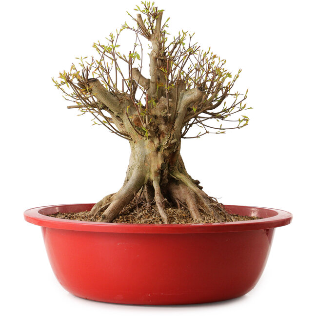 Acer buergerianum, 42 cm, ± 25 jaar oud, met een nebari van 36 cm