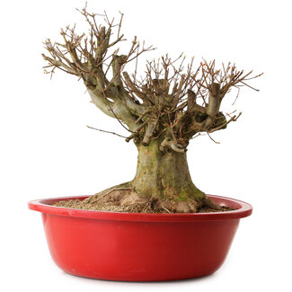 Acer buergerianum, 35 cm, ± 25 ans