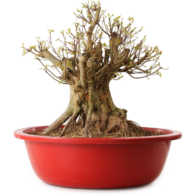 Acer buergerianum, 42 cm, ± 25 jaar oud, met een nebari van 36 cm