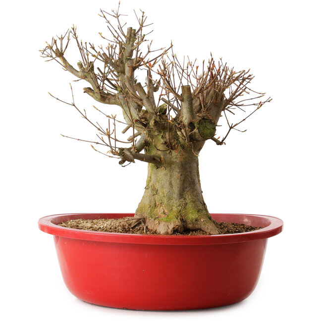 Acer buergerianum, 35 cm, ± 25 years old, with a nebari of 30 cm