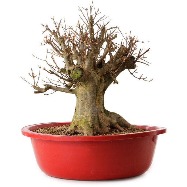 Acer buergerianum, 35 cm, ± 25 ans, avec un nebari de 30 cm