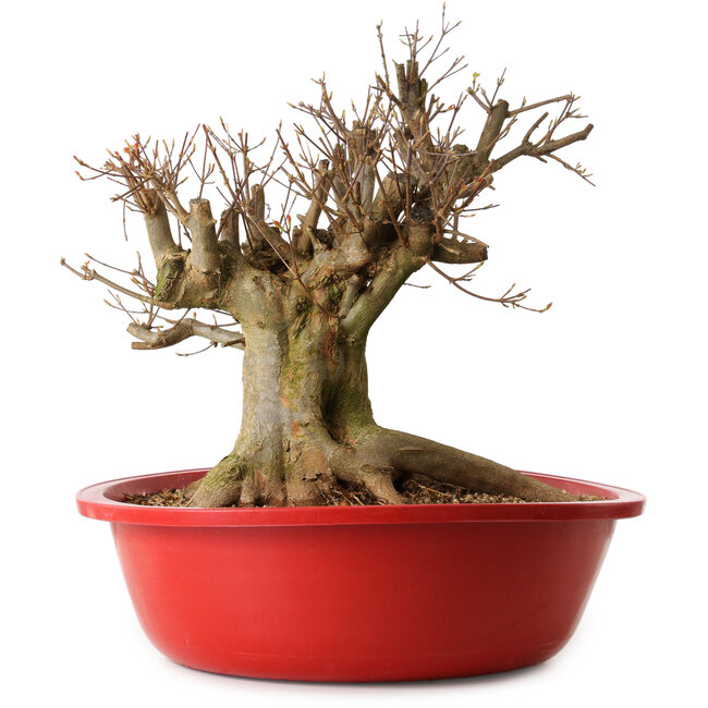 Acer buergerianum, 35 cm, ca. 25 Jahre alt, mit einem Wurzelhals von 30 cm