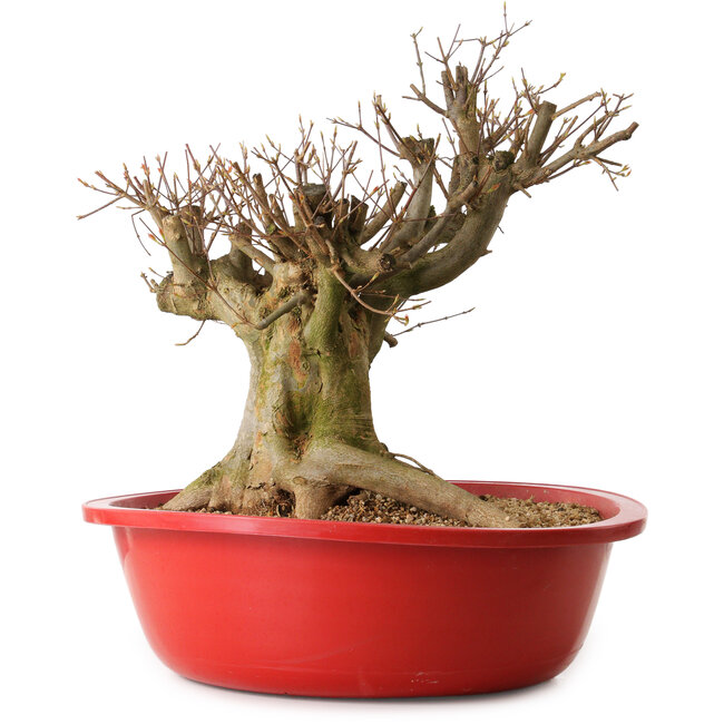 Acer buergerianum, 35 cm, ± 25 jaar oud, met een nebari van 30 cm