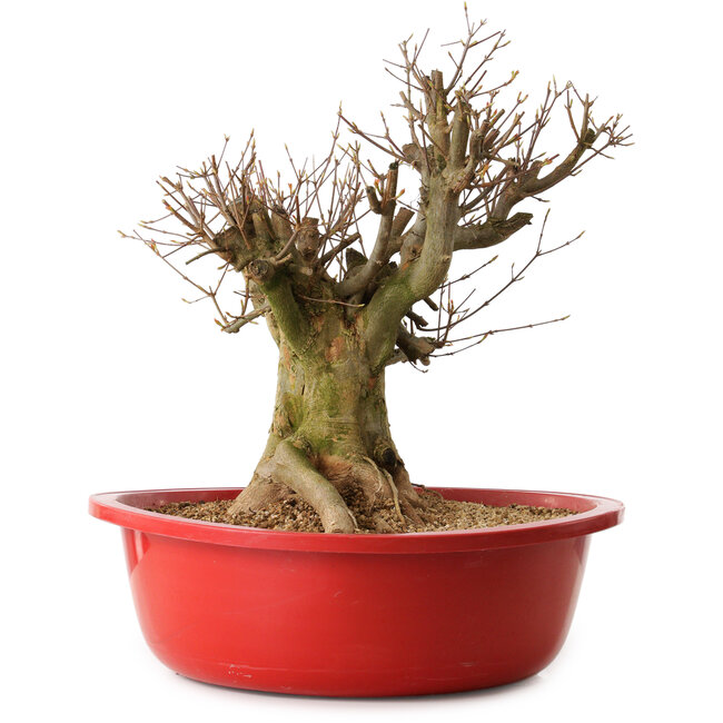 Acer buergerianum, 35 cm, ± 25 ans, avec un nebari de 30 cm