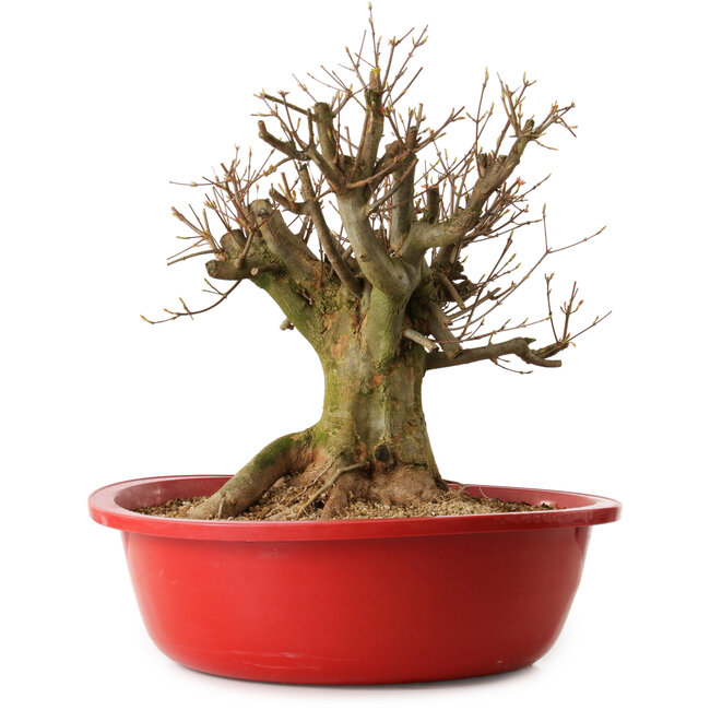 Acer buergerianum, 35 cm, ± 25 years old, with a nebari of 30 cm
