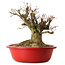 Acer buergerianum, 35 cm, ± 25 years old, with a nebari of 30 cm