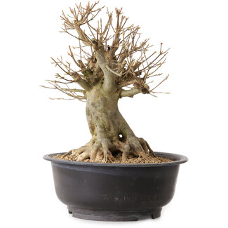 Acer buergerianum, 35 cm, ± 25 Jahre alt