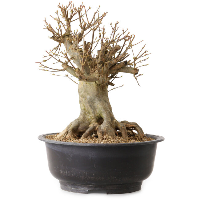 Acer buergerianum, 35 cm, ± 25 ans, avec un nebari de 22 cm