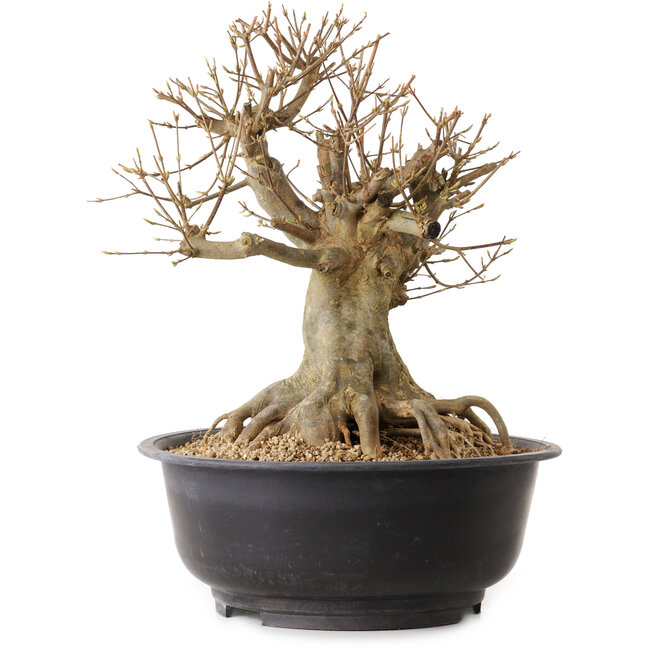 Acer buergerianum, 35 cm, ± 25 jaar oud, met een nebari van 22 cm