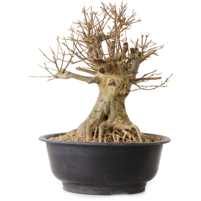 Acer buergerianum, 35 cm, ± 25 years old, with a nebari of 22 cm