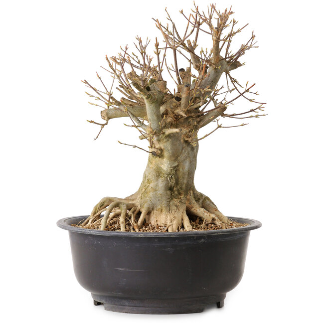 Acer buergerianum, 35 cm, ± 25 ans, avec un nebari de 22 cm