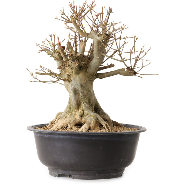 Acer buergerianum, 35 cm, ± 25 Jahre alt, mit einem Wurzelhals von 22 cm