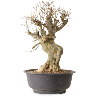 Acer buergerianum, 44 cm, ± 25 ans