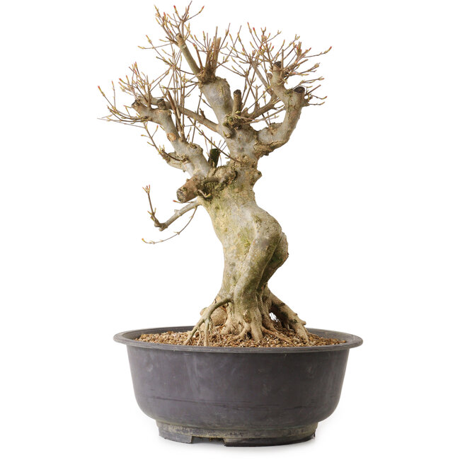 Acer buergerianum, 44 cm, ± 25 anni, con nebari di 17 cm