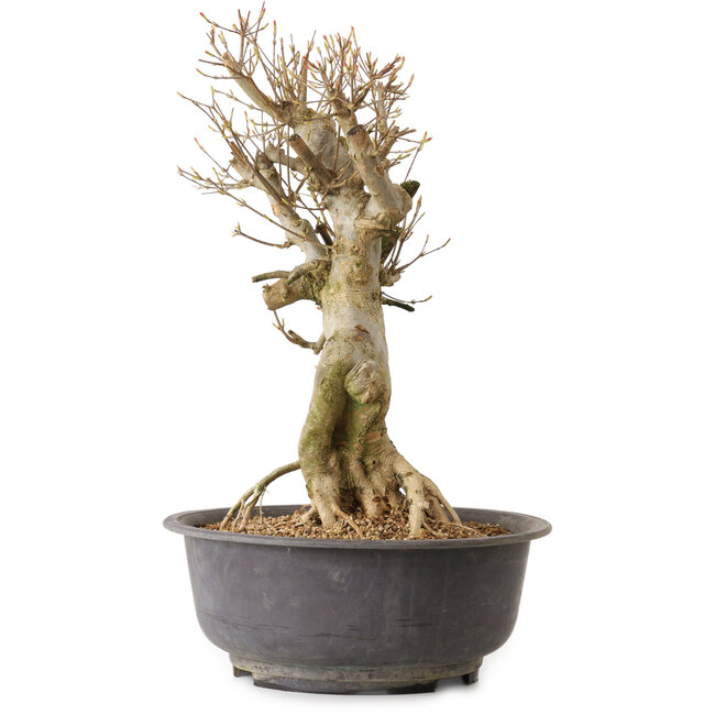 Acer buergerianum, 44 cm, ± 25 years old, with a nebari of 17 cm