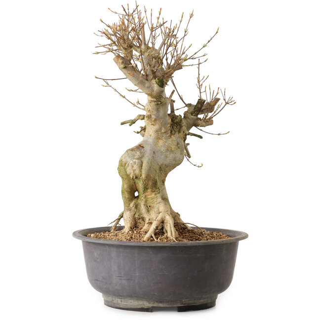 Acer buergerianum, 44 cm, ca. 25 Jahre alt, mit einem Wurzelhals von 17 cm