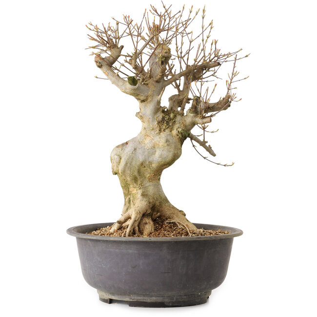 Acer buergerianum, 44 cm, ca. 25 Jahre alt, mit einem Wurzelhals von 17 cm