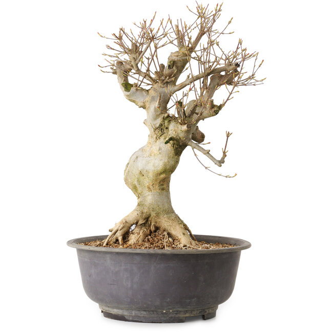 Acer buergerianum, 44 cm, ± 25 anni, con nebari di 17 cm