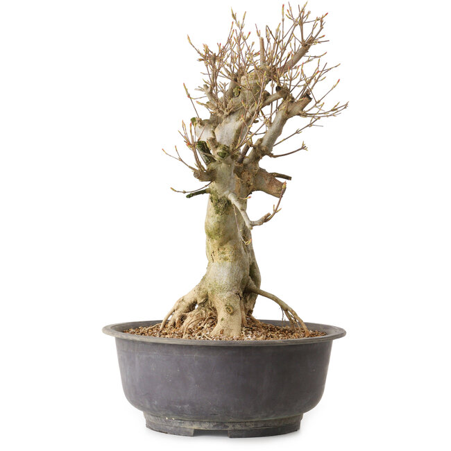 Acer buergerianum, 44 cm, ± 25 anni, con nebari di 17 cm