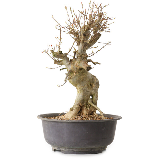 Acer buergerianum, 44 cm, ca. 25 Jahre alt, mit einem Wurzelhals von 17 cm