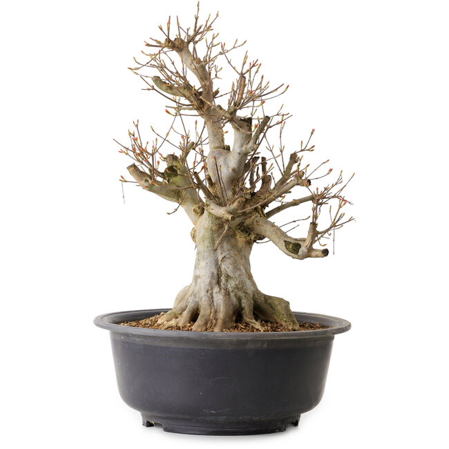 Acer buergerianum, 47 cm, ± 25 jaar oud, met een nebari van 24 cm