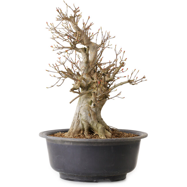 Acer buergerianum, 47 cm, ± 25 años, con un nebari de 24 cm