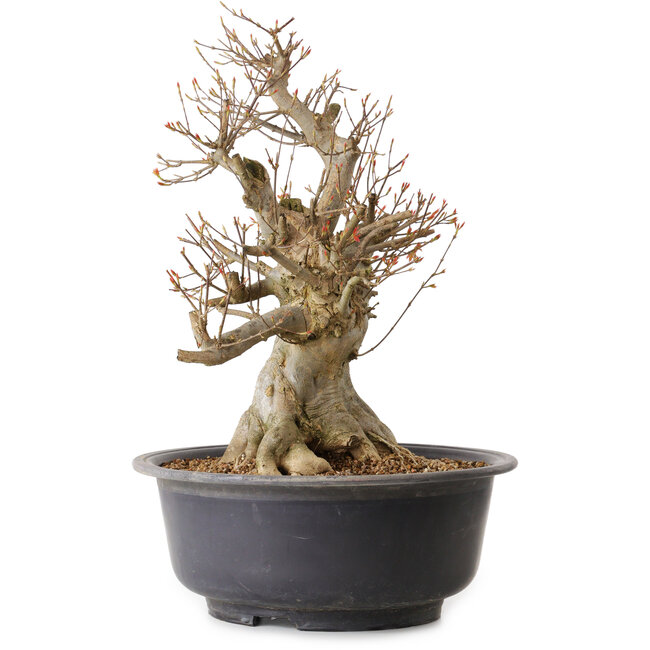 Acer buergerianum, 47 cm, ± 25 anni, con nebari di 24 cm