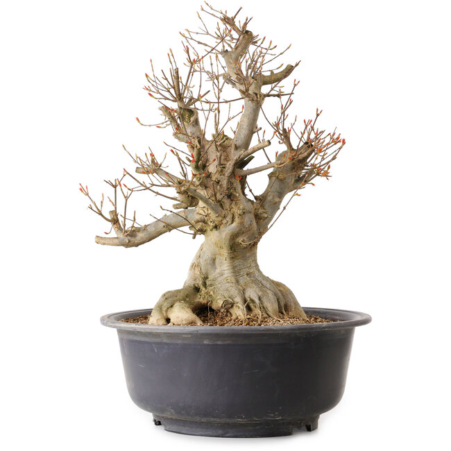 Acer buergerianum, 47 cm, ± 25 jaar oud, met een nebari van 24 cm