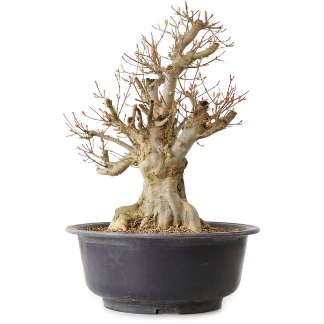 Acer buergerianum, 47 cm, ± 25 anni, con nebari di 24 cm