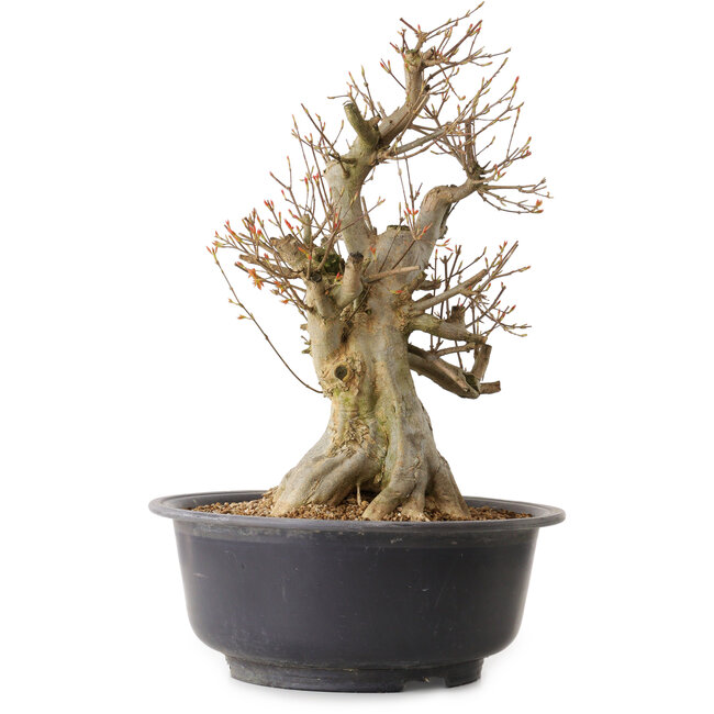 Acer buergerianum, 47 cm, ± 25 anni, con nebari di 24 cm
