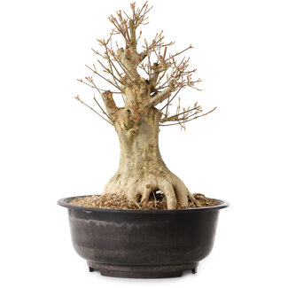 Acer buergerianum, 40 cm, ± 25 años