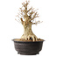 Acer buergerianum, 40 cm, ± 25 ans, avec un nebari de 16 cm