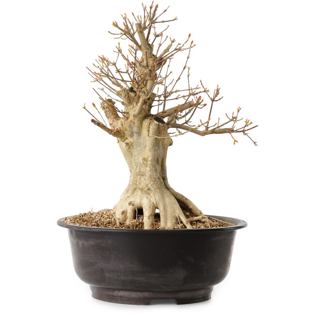 Acer buergerianum, 40 cm, ± 25 anni, con nebari di 16 cm