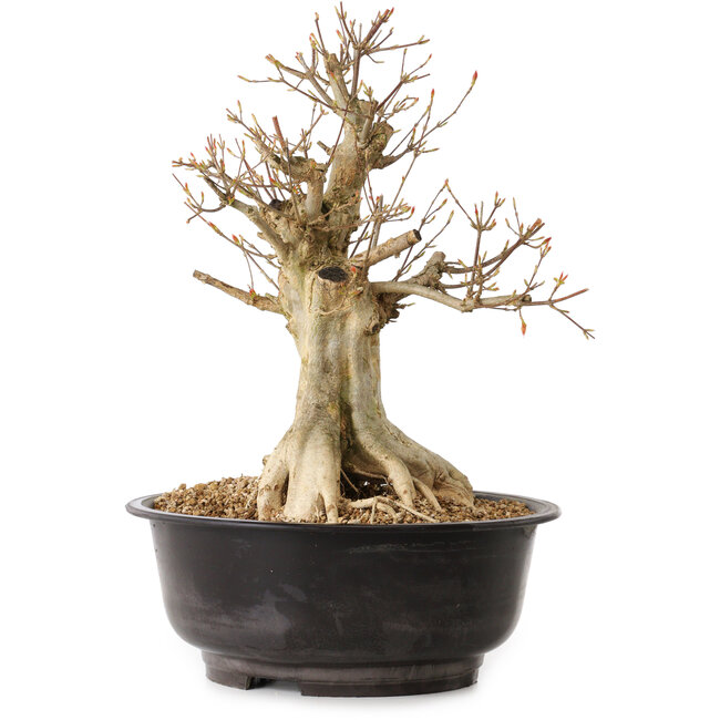 Acer buergerianum, 40 cm, ± 25 anni, con nebari di 16 cm