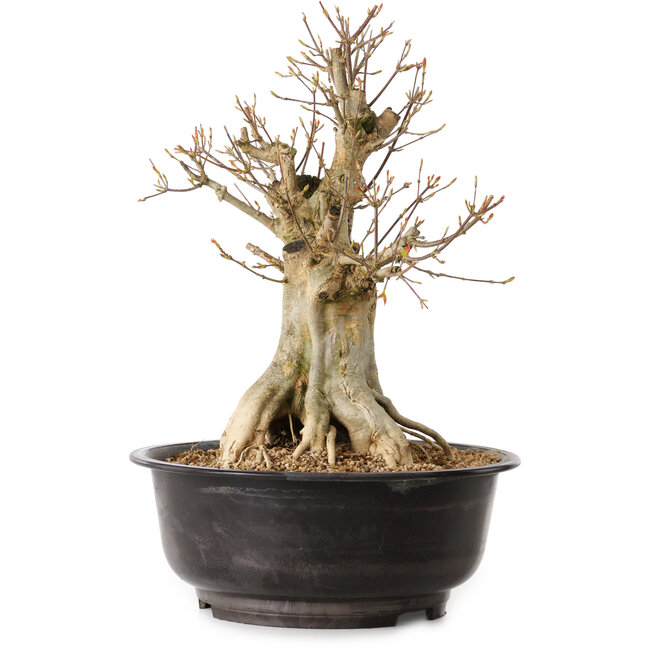 Acer buergerianum, 40 cm, ± 25 ans, avec un nebari de 16 cm